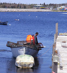 Unloading lobster traps